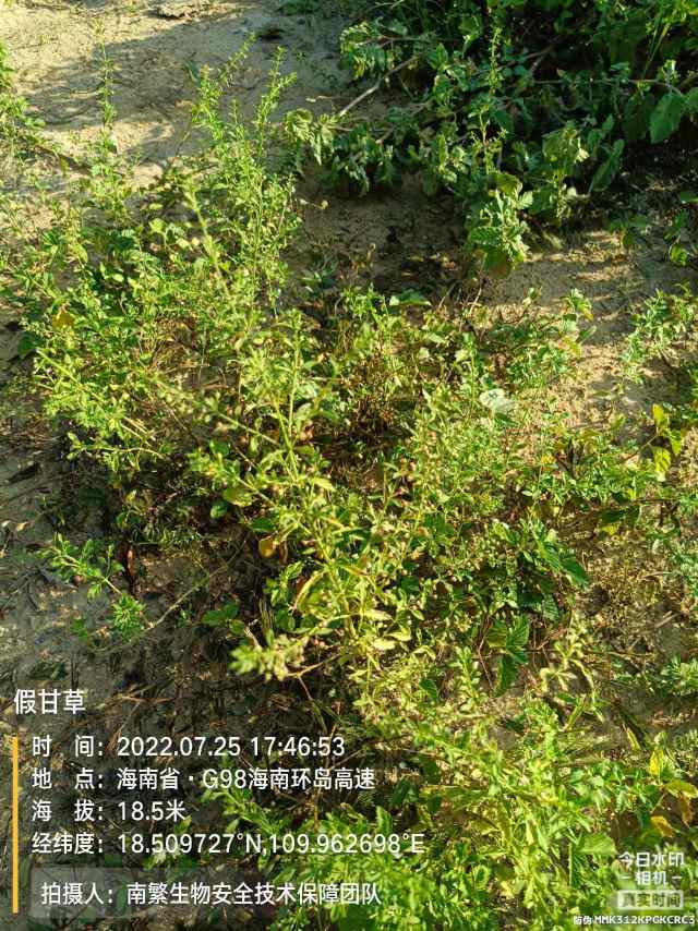假甘草