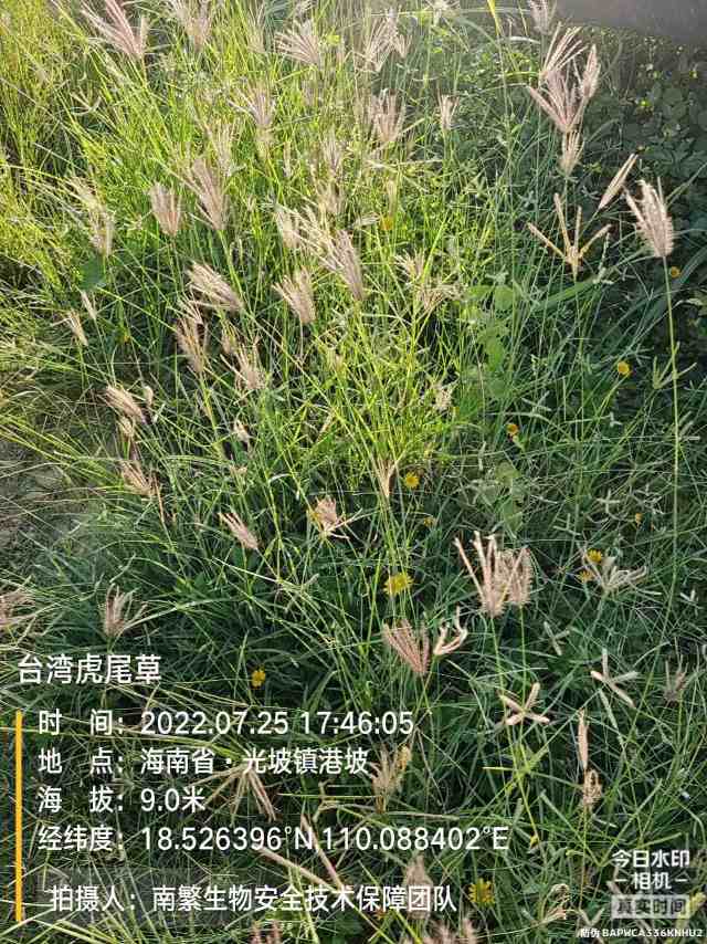 台湾虎尾草