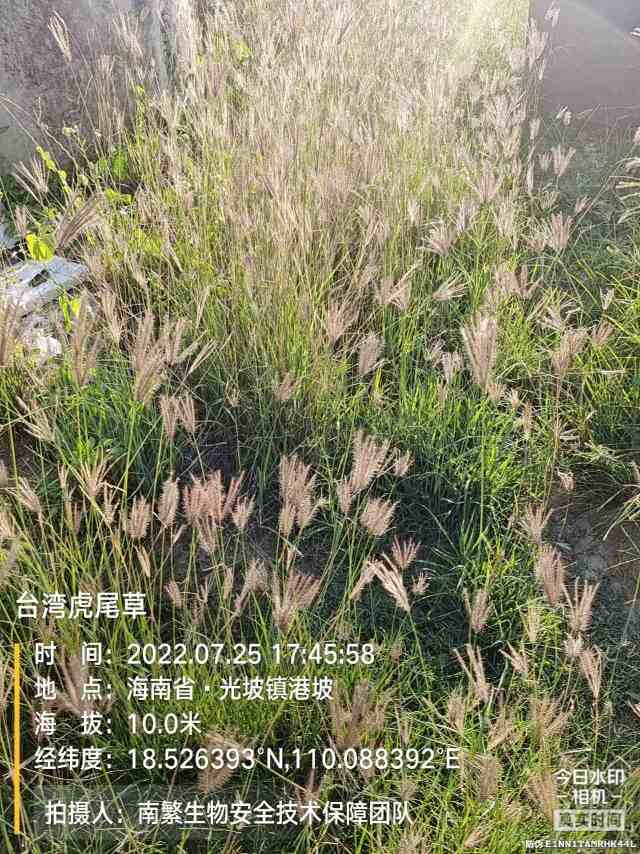 台湾虎尾草