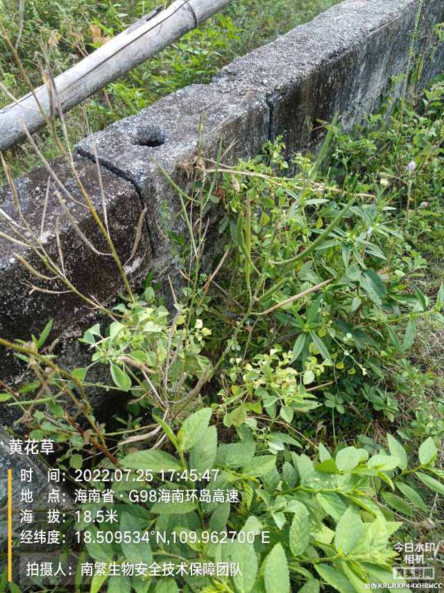 黄花草