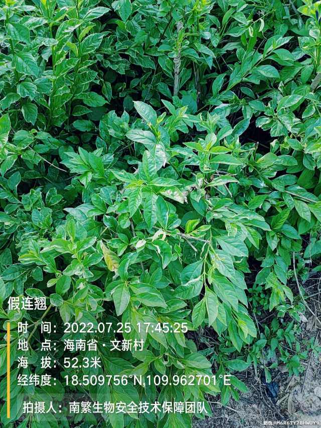 假连翘