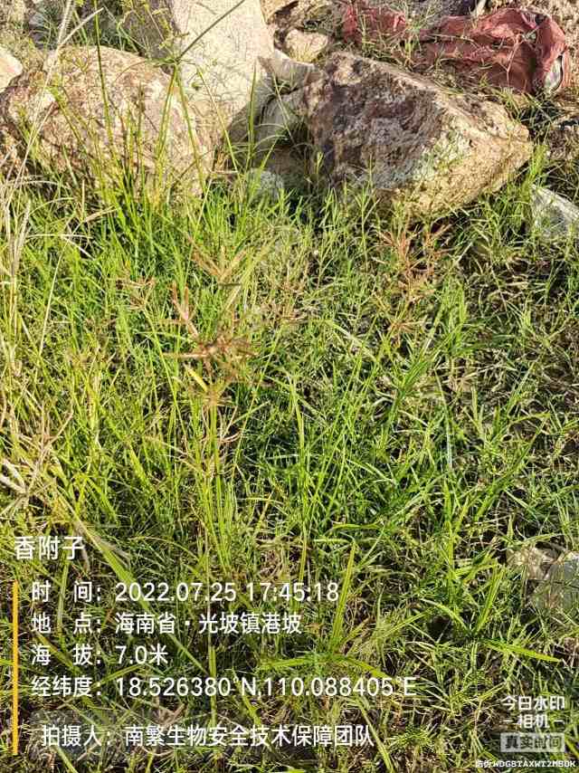 香附子