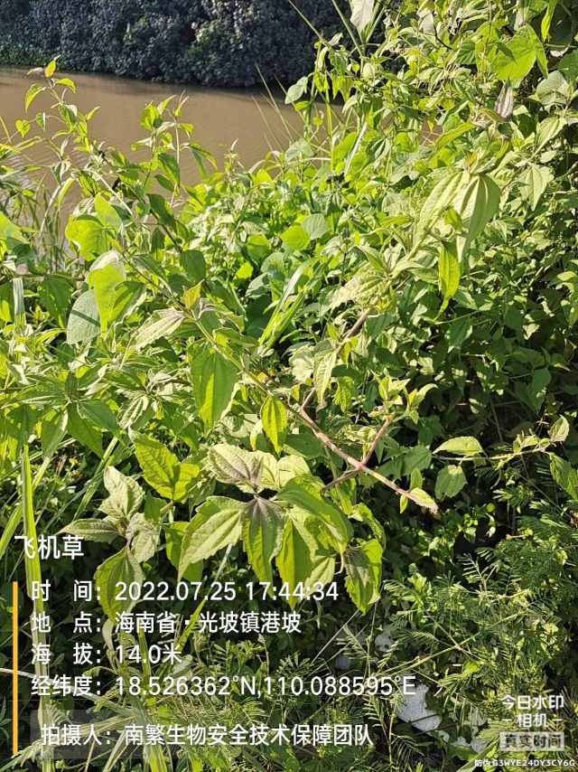 飞机草