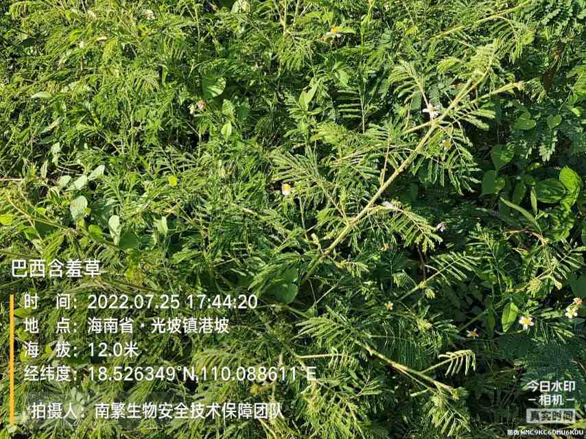 巴西含羞草