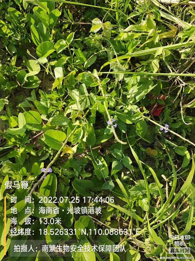 假马鞭
