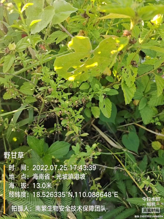 野甘草