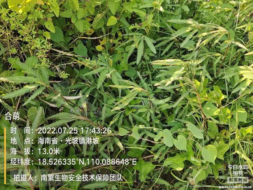 合萌