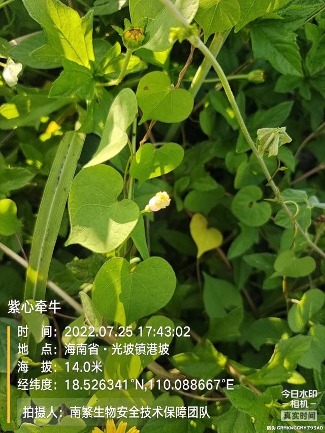 紫心牵牛