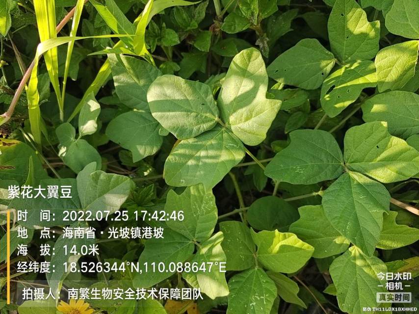 紫花大翼豆