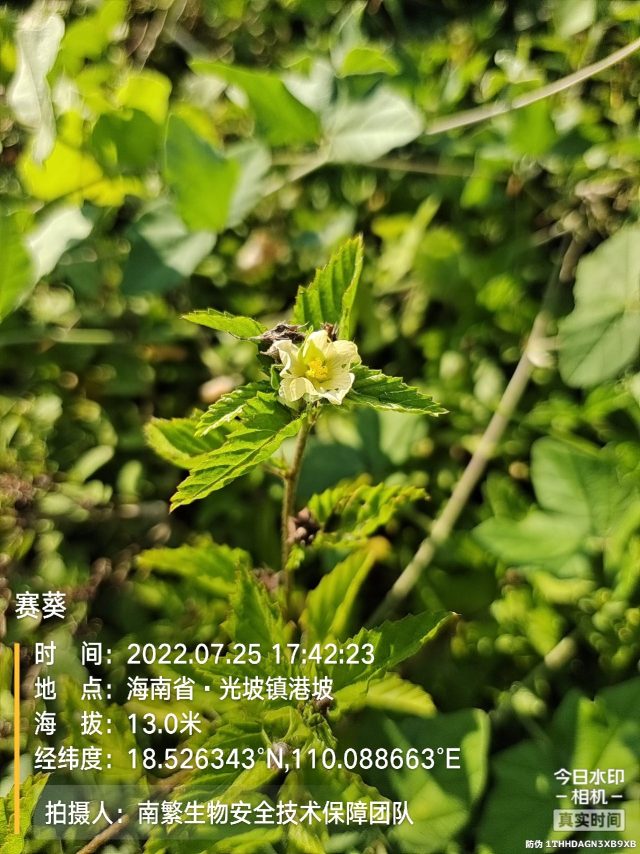 赛葵