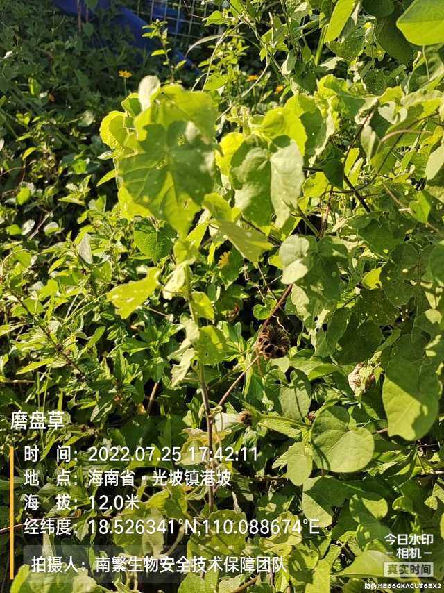 磨盘草