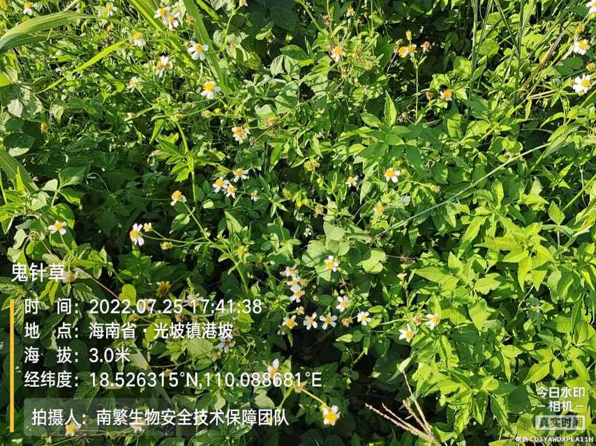 鬼针草