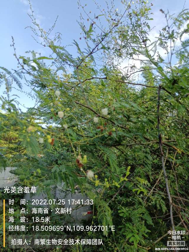 光荚含羞草