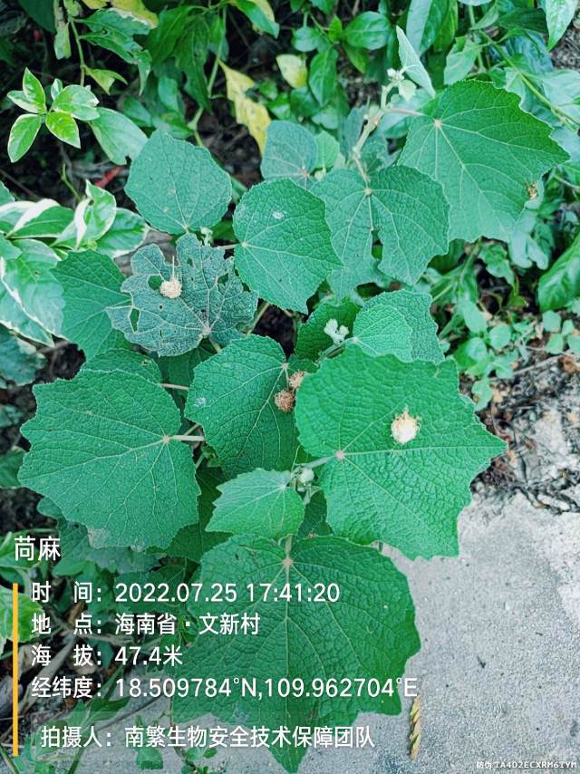 苘麻