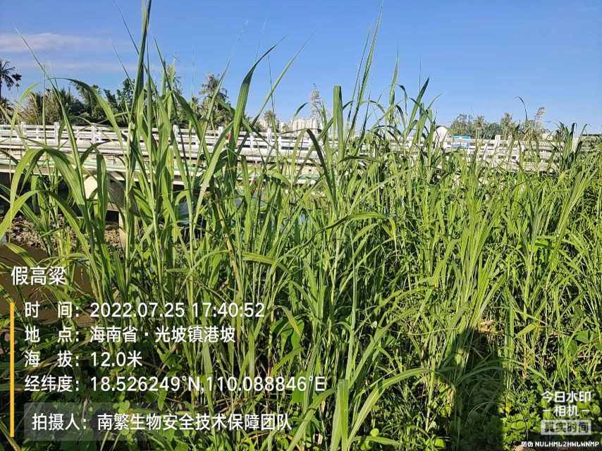 假高粱