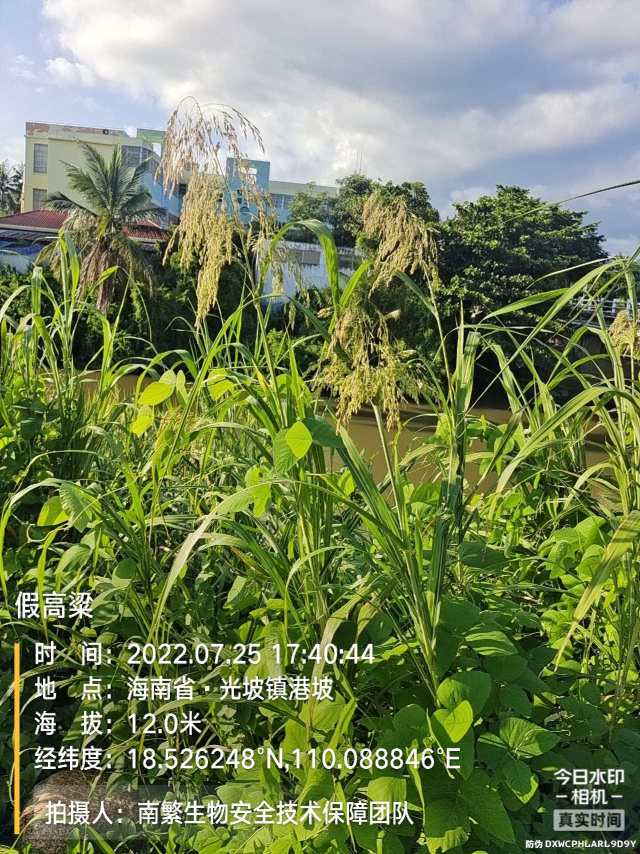 假高粱