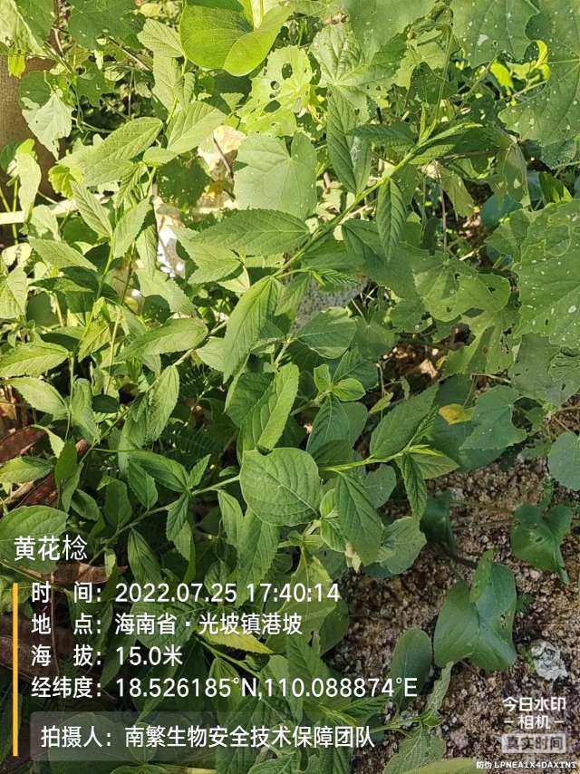 黄花棯