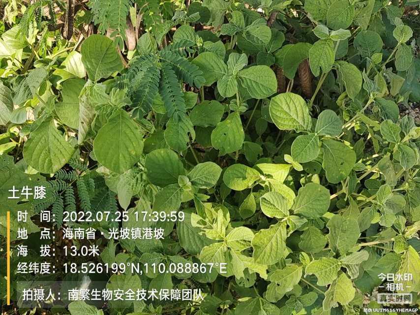 土牛膝