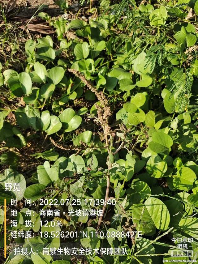 野苋