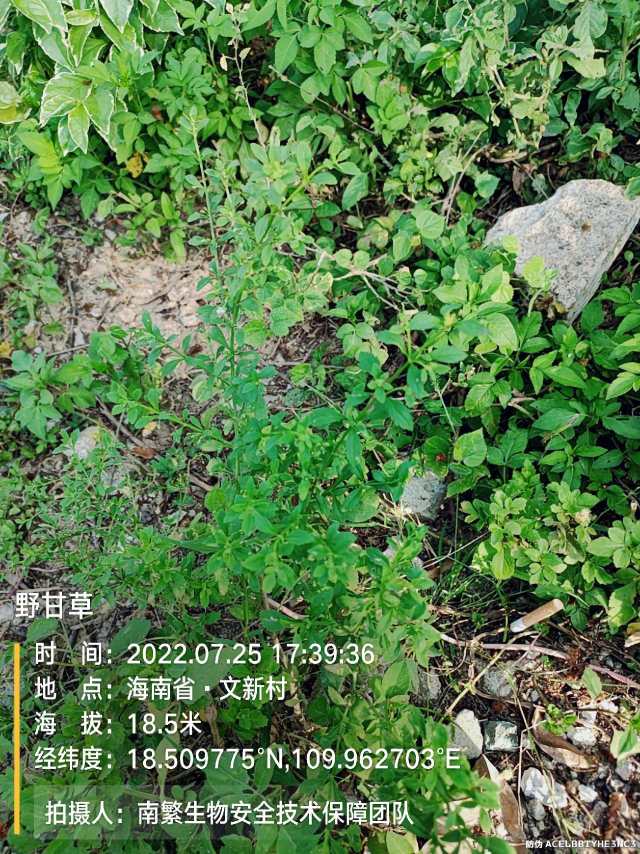 野甘草