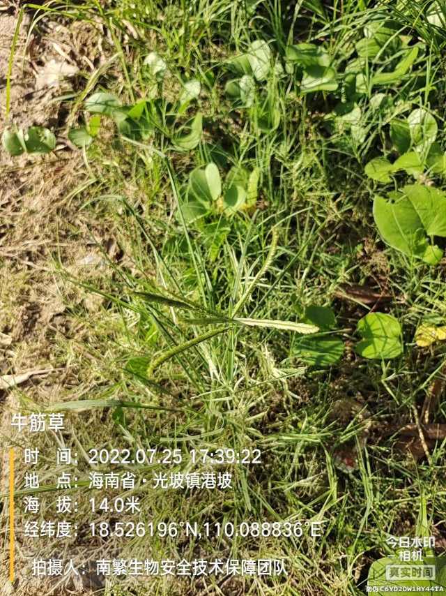 牛筋草