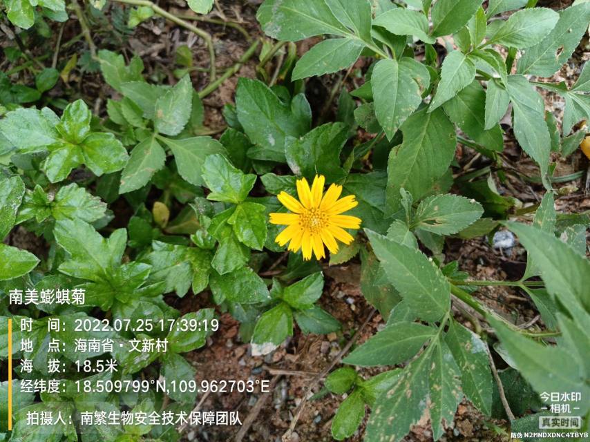 南美蟛蜞菊