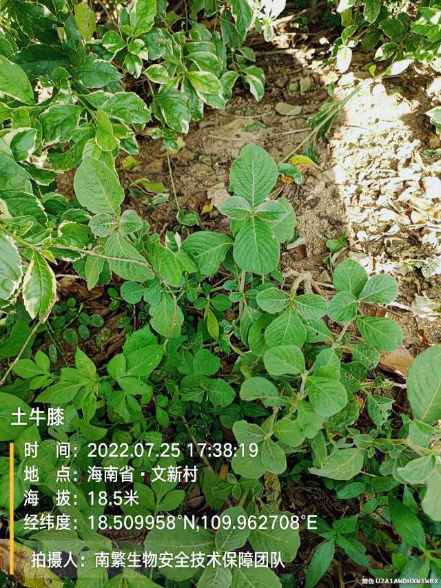 土牛膝