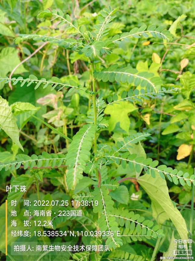 叶下珠