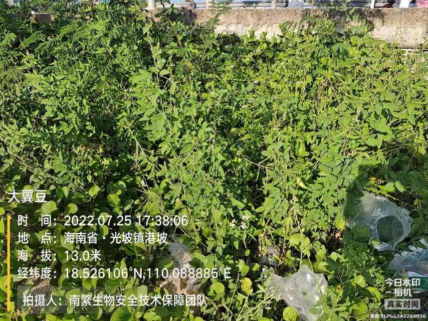 大翼豆