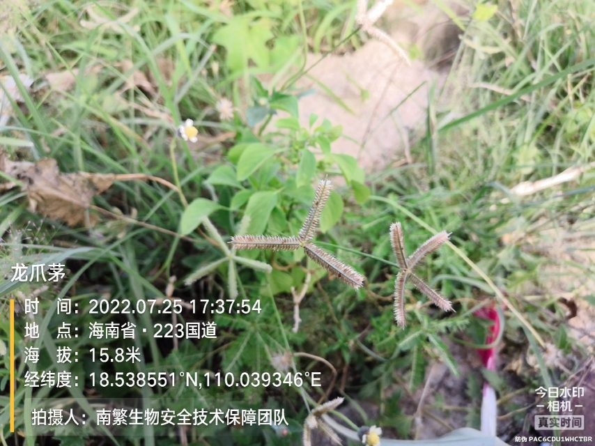 龙爪茅