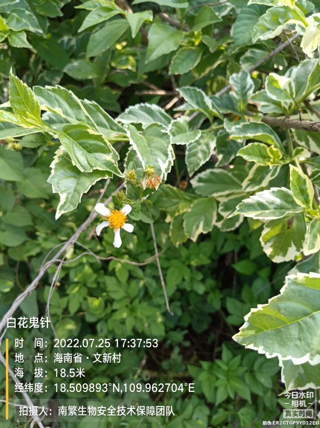白花鬼针