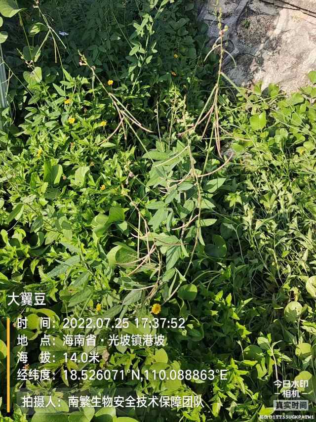 大翼豆