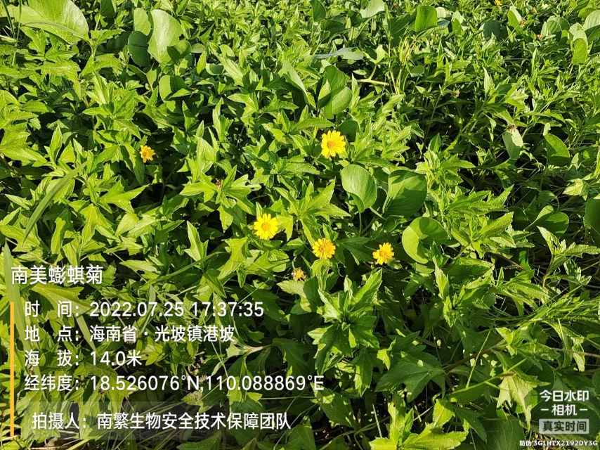 南美蟛蜞菊