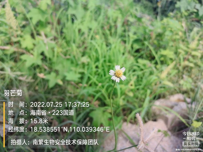 羽芒菊