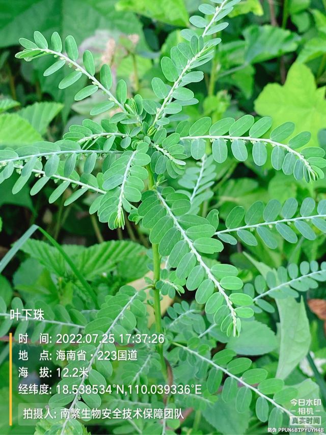 叶下珠
