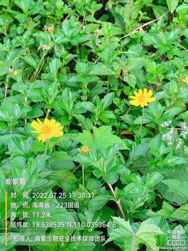 蟛蜞菊