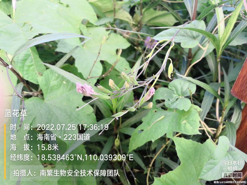 蓝花草