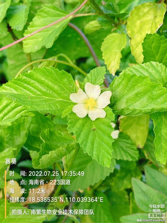 赛葵