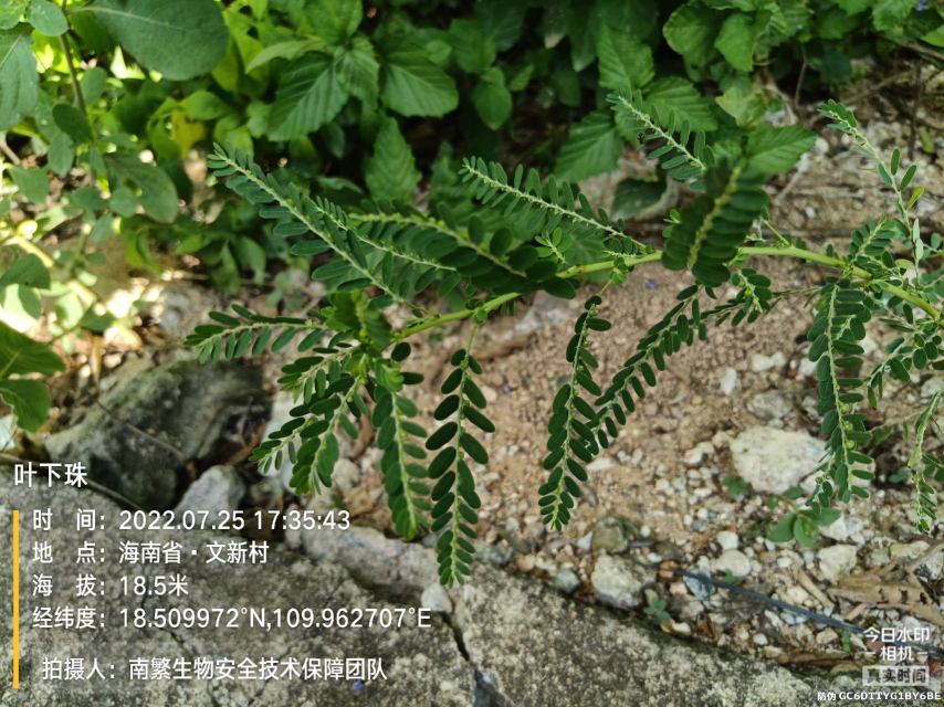 叶下珠