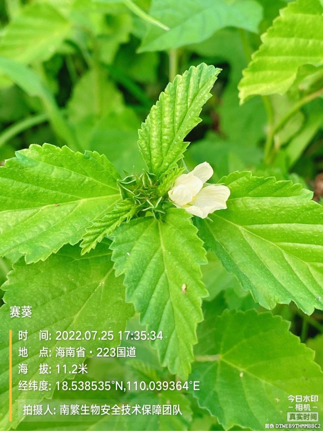 赛葵