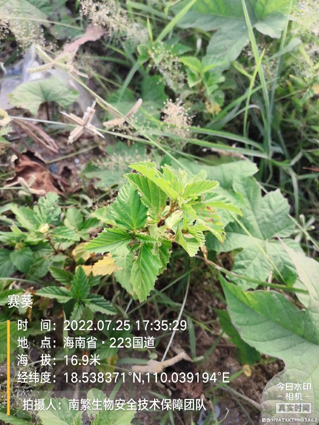 赛葵