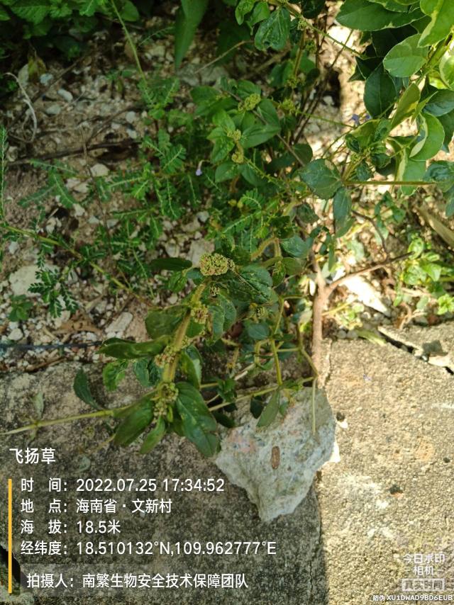 飞扬草