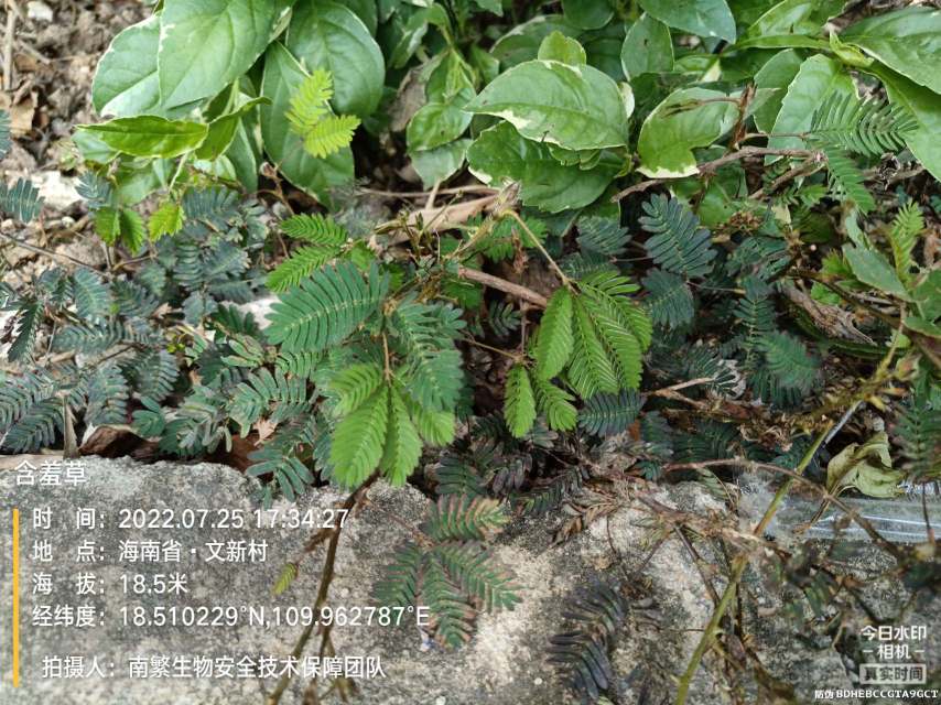 含羞草