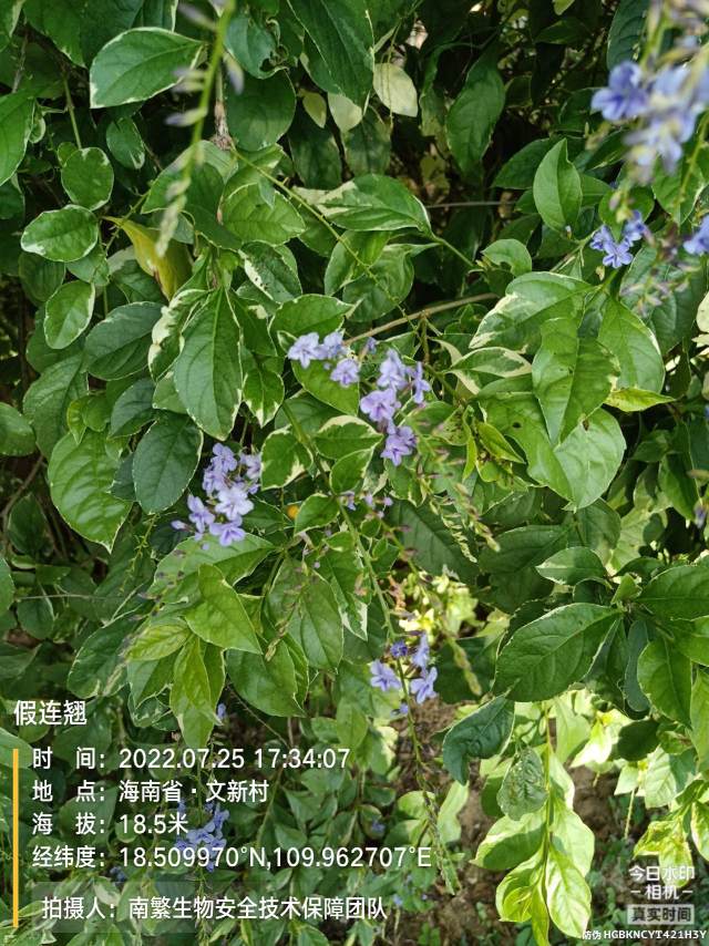 假连翘