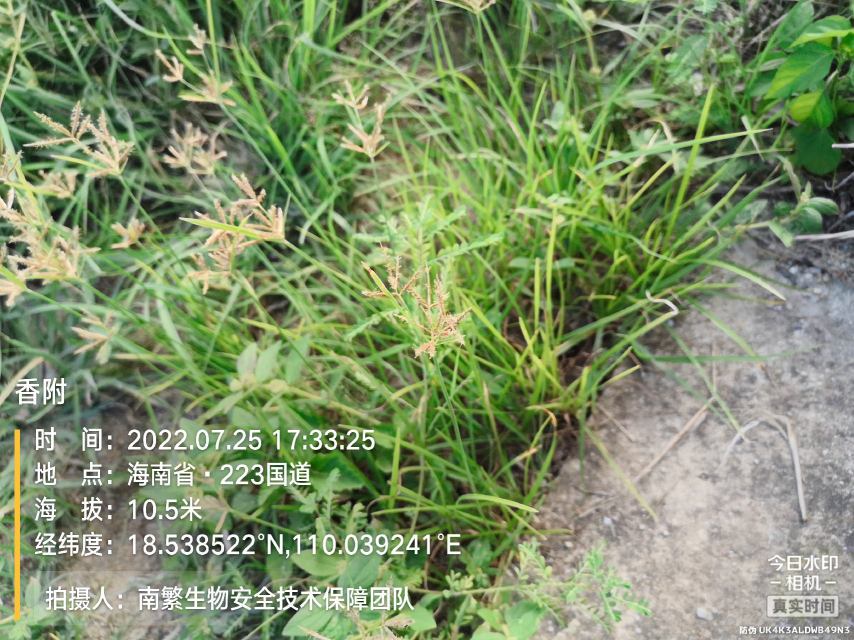 香附