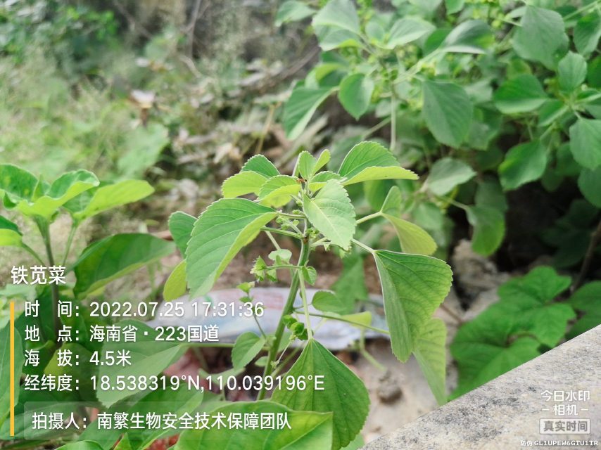 铁苋菜
