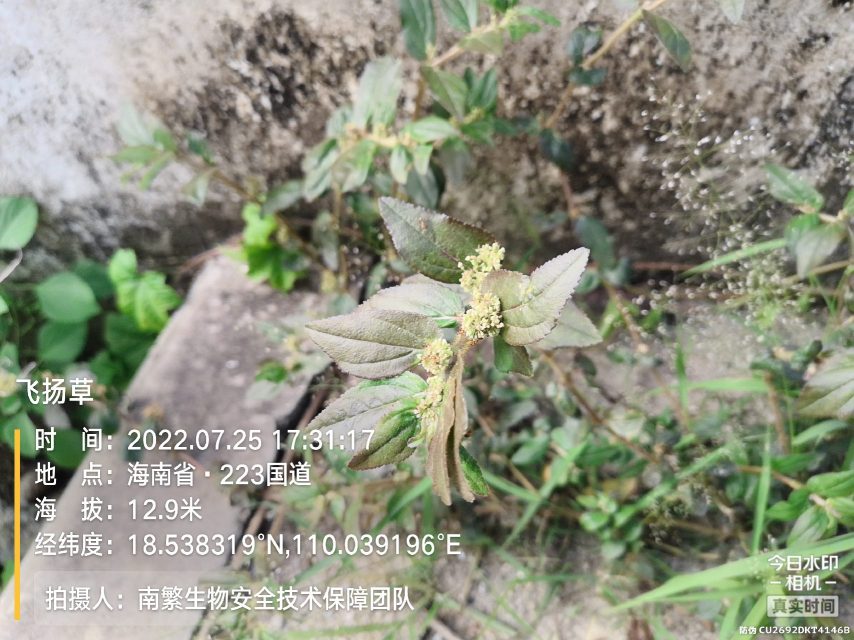 飞扬草