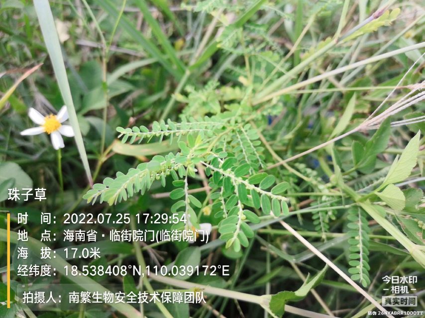 珠子草