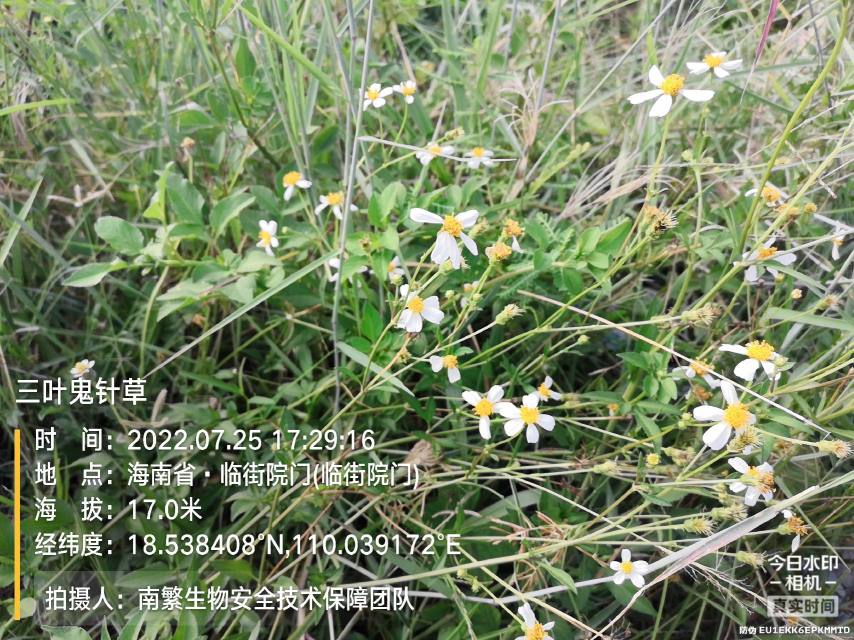 三叶鬼针草