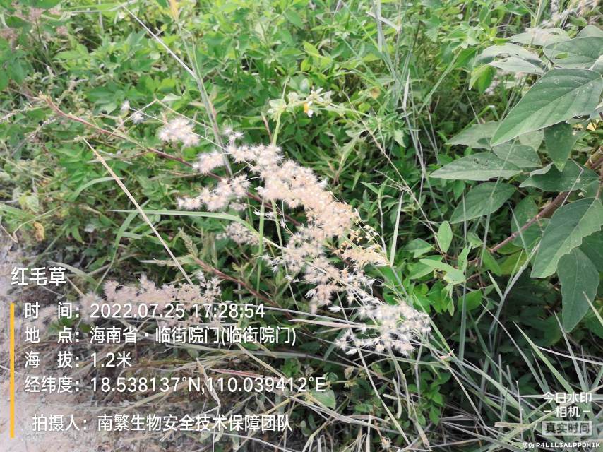 红毛草